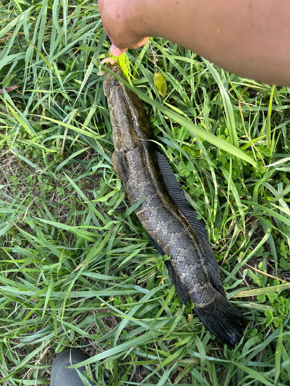 SHIMANO 22バンタム 168Mの最安値・インプレ・釣果 | 本音の口コミが