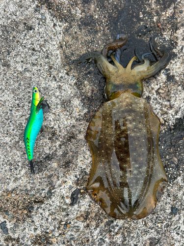 アオリイカの釣果
