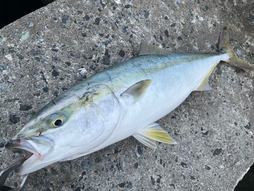 イナダの釣果