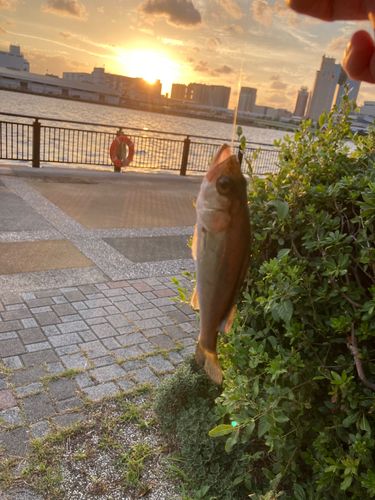 有明西ふ頭公園