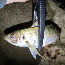 アジ