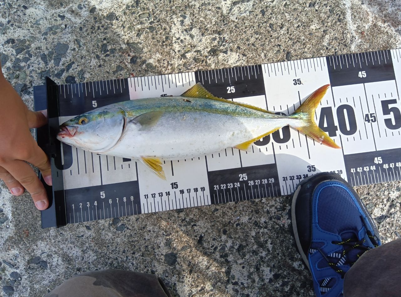 ダイワ ソルティガ EX 12ブレイド 1.2号 (27lb) 600m ダイワ ソルティガ EX 12ブレイド 1.2号 (27lb) 600m ダイワ