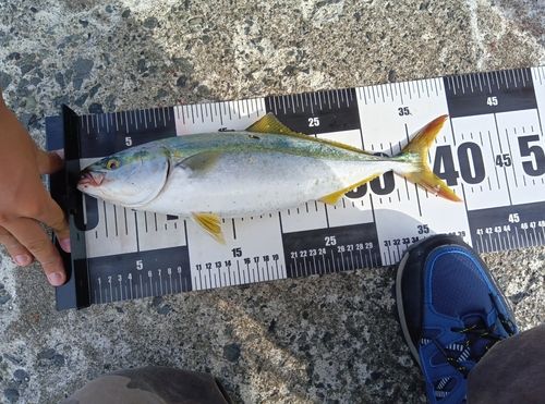 ワカシの釣果