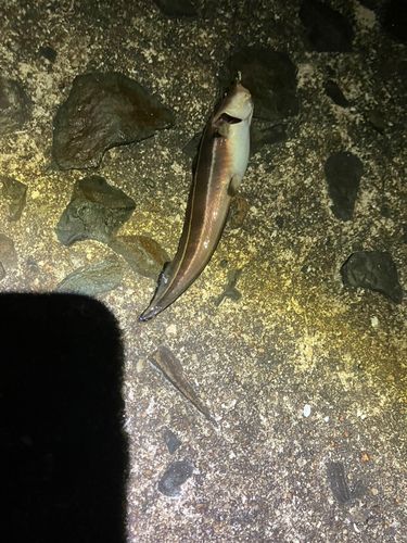 キスの釣果