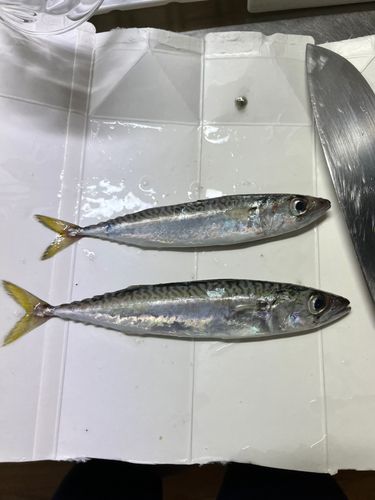 サバの釣果
