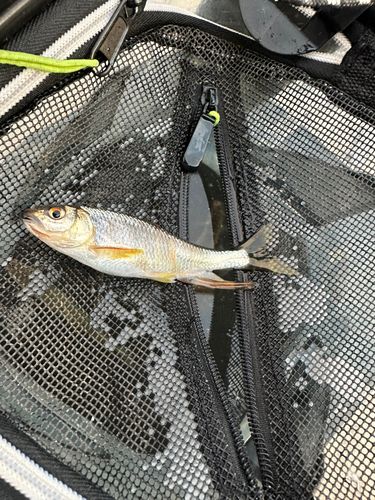 オイカワの釣果