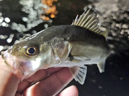 セイゴ（マルスズキ）の釣果