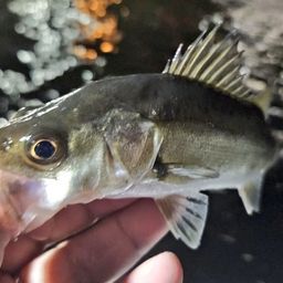 セイゴ（マルスズキ）