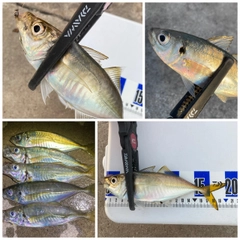 アジの釣果
