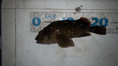 カサゴの釣果