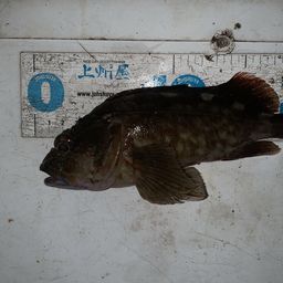 カサゴ