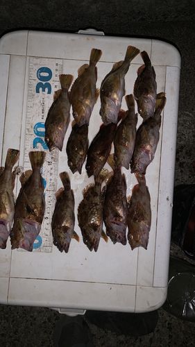 カサゴの釣果