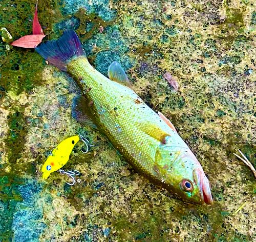 ブラックバスの釣果