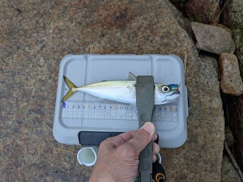 サバの釣果