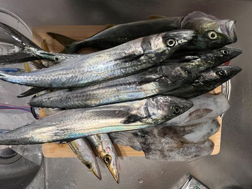 ショゴの釣果