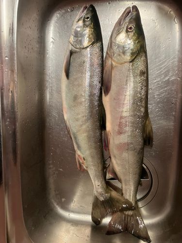 サケの釣果