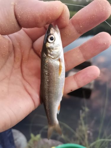 ウグイの釣果