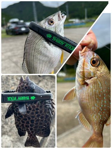 イシガキダイの釣果