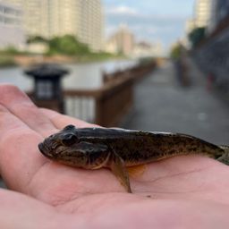 ハゼ