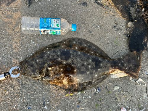 ヒラメの釣果
