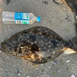 ヒラメ