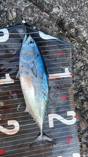 スマガツオの釣果