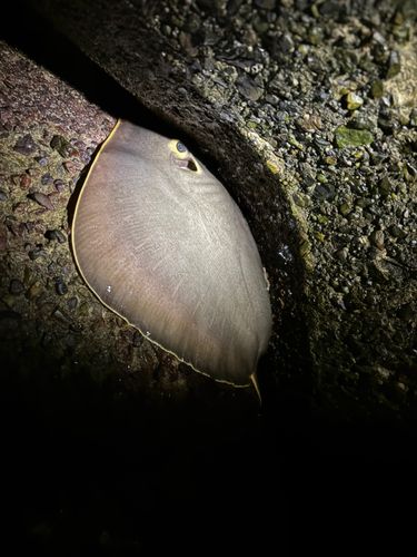 アカエイの釣果