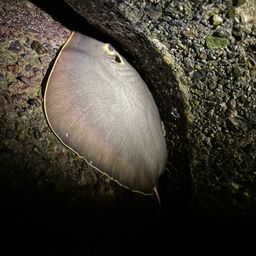 アカエイ