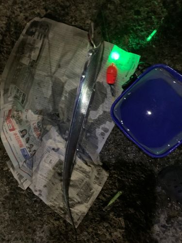 タチウオの釣果