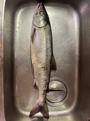 サケの釣果