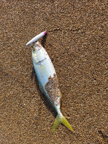 コゾクラの釣果