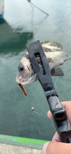 コショウダイの釣果