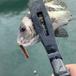 コショウダイ