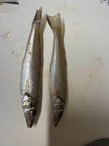 キスの釣果