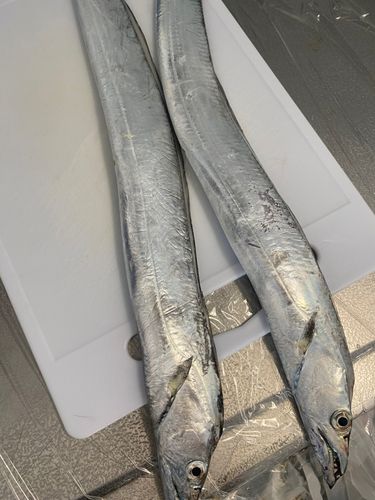 タチウオの釣果