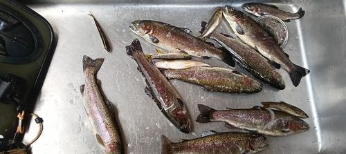 ニジマスの釣果