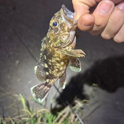 カサゴ