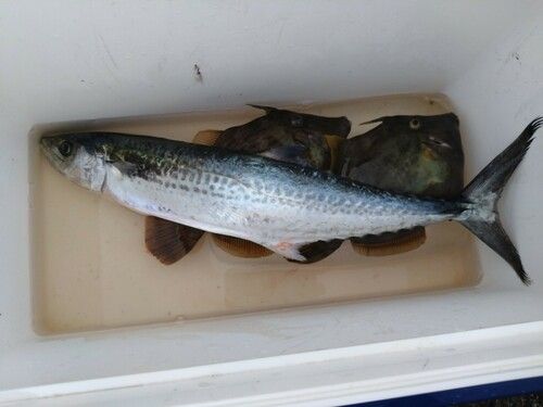 サゴシの釣果