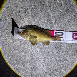 エゾメバル