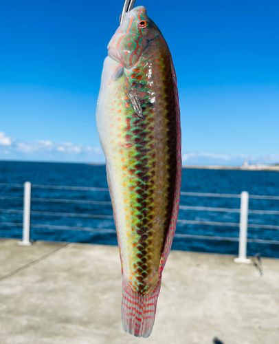 キュウセンの釣果