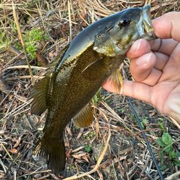 スモールマウスバス