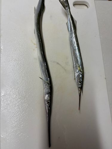 ダツの釣果
