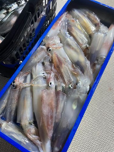 ケンサキイカの釣果