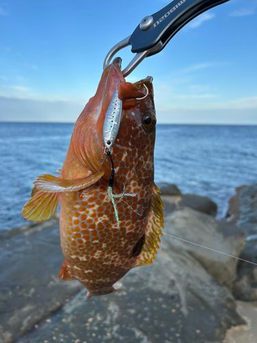 キジハタの釣果