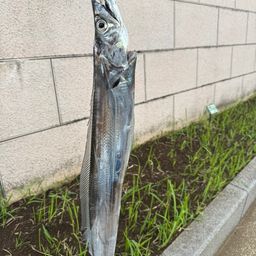タチウオ