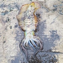 アオリイカ