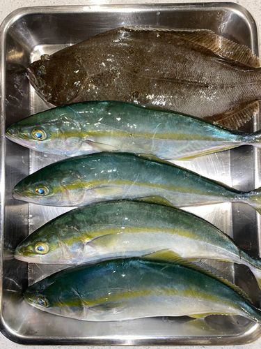 ワカシの釣果