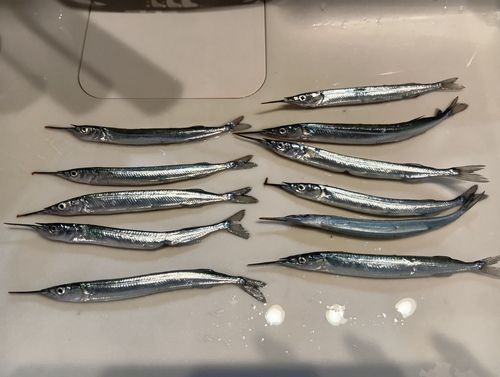 サヨリの釣果