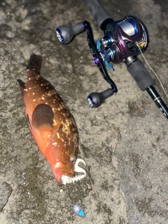 キジハタの釣果