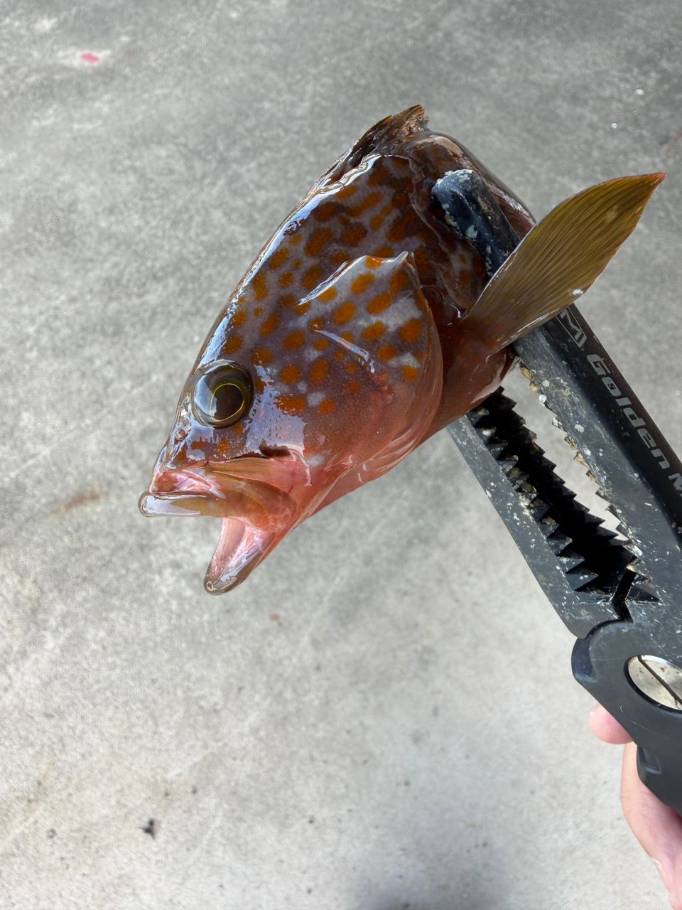 ハタ